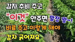 감자추비 주고 끝이 아닙니다 "이것" 안주면 말장꽝 감자비대기 추비 적기에 주고 이렇게 해야 감자 굵어져요 …