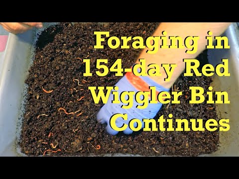 22 days of foraging in 154-day red wiggler worm bin - vermicompost