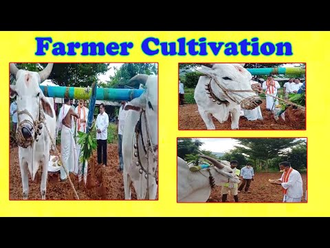 Launching Hindu Tradition Farmer Cultivation Appanna Swamy Simhachalam ఏరువాక రైతు సాగు in Visakhapatnam,Vizagvision....