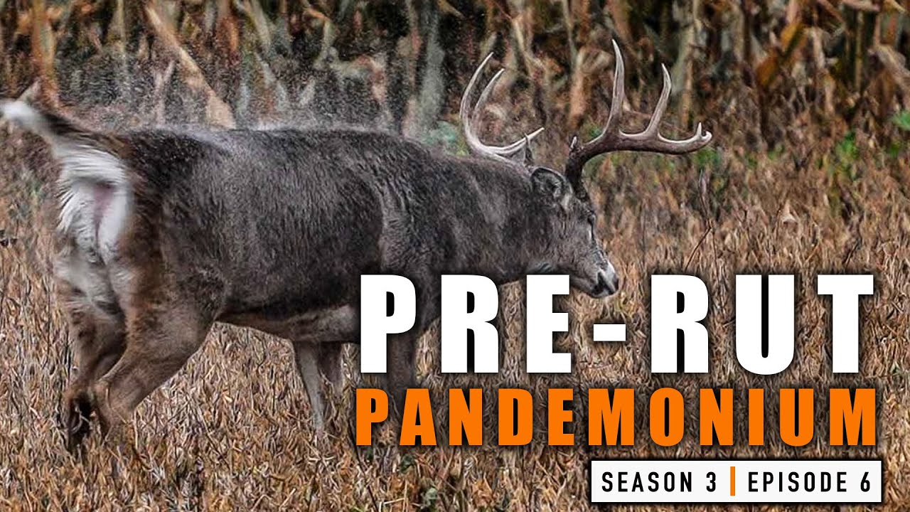 S3E6 Pre-Rut Pandemonium