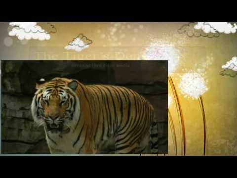 May 20th Power Trading Hour with David White on TFNN   2016