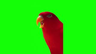 Red birb Gumi wuewuewue green screen