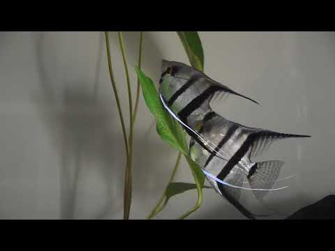 Angelfish laying eggs on Anubias leaf