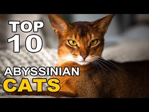 TOP 10 CUTE AND FUNNY ABYSSINIAN CATS BREEDS