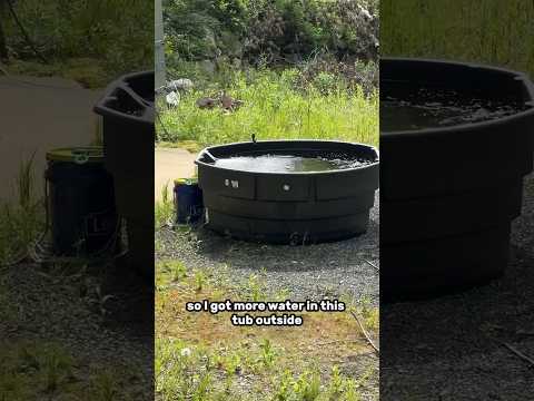 Keeping goldfish outdoors