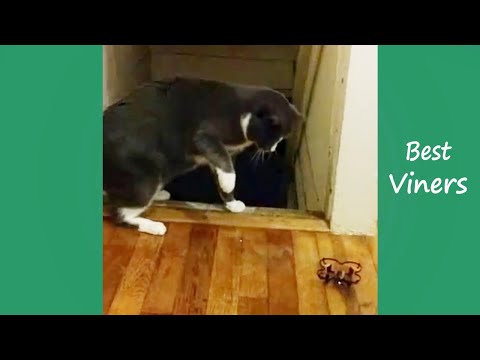 Try Not To Laugh or Grin While Watching Funny Cat & Dog Vines - Best Viners 2019