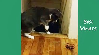 Try Not To Laugh or Grin While Watching Funny Cat &amp; Dog Vines - Best Viners 2019