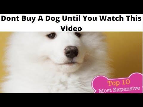 Top 10 Most Expensive Dog Breeds