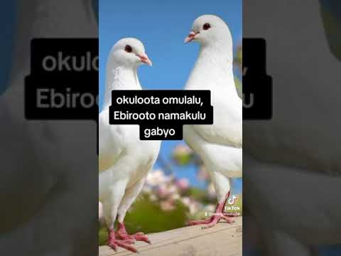 okuloota omulalu #ebirootonamakulugaabyo#foryou