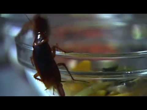 3D Pestcontrol 2014 - Cucarachas periplanetas en una cocina.