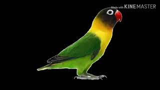 Download lagu Mp3 Suara masteran lovebird minor konslet durasi mangap ngekek panjang mp3 Download lagu Mp3 Suara masteran lovebird minor konslet durasi mangap ngekek panjang mp3