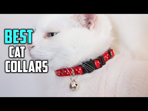 Top 5 Best Cat Collars With Adjustable Nylon ID Collar & Bell for Cat [Review in 2022]