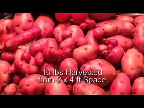 How to Grow Amazing Organic Potatoes for the Perfect Side Dish!