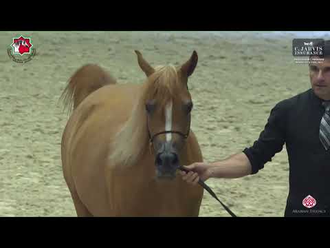 N 102 DORRA AL HADDAD   Sharjah International Arabian Horse Festival 2023   Mares 4 to 6 Yrs  Old Cl