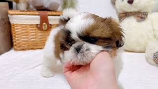 シーズーの動画01