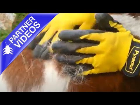  How to Use Pyranha Rub and Scrub Grooming Gloves Video 