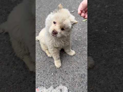 How does a dog that dislikes humans start to trust them again? #dog #rescue #friends #youtubeshorts