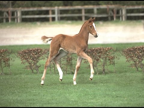 Holsteiner Fohlenauktion im Juni - Nr. 17 v. Dinken - Cancara