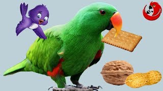 Разговоры о птицах, печенье и орешках