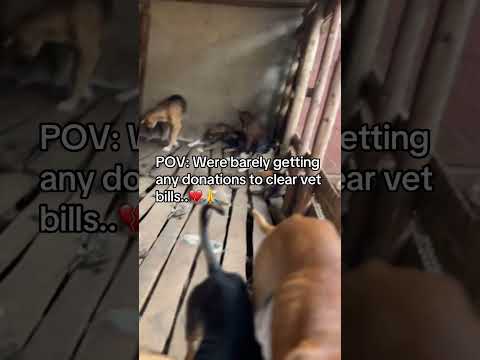 Donation link in our bio 💔🙏 #usa #losangeles #fyp #london #londondogs