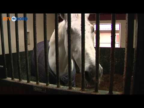 Hier werkt toppaard Bubalu aan zijn opvolging - RTV Noord