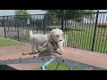 Zoe And Elmo On The Agility Course