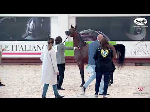 N 62 GRETA MAA   Italian Nationals 2021   Mares 4 6 years old Class 7