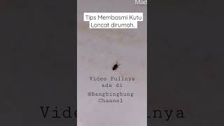 Download lagu Cara basmi kutu loncat, kutu kucing Dirumah #tips #tutorial #tipsandtricks mp3