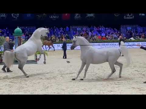 Sundown ka × eks mansour