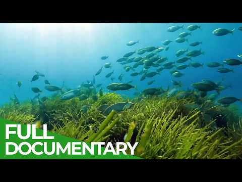 Menorca Biosphere Reserve – The Wild Heart of the Mediterranean | Free Documentary Nature