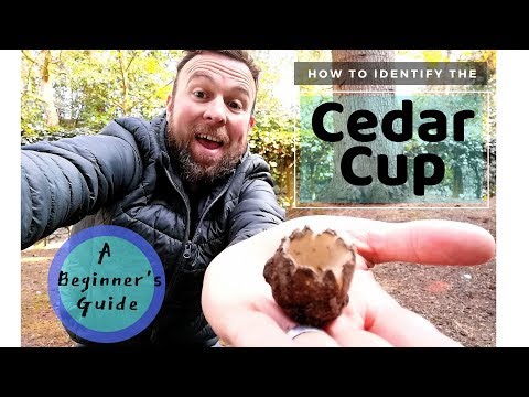 How to Identify Cedar Cups: A Beginner's Guide