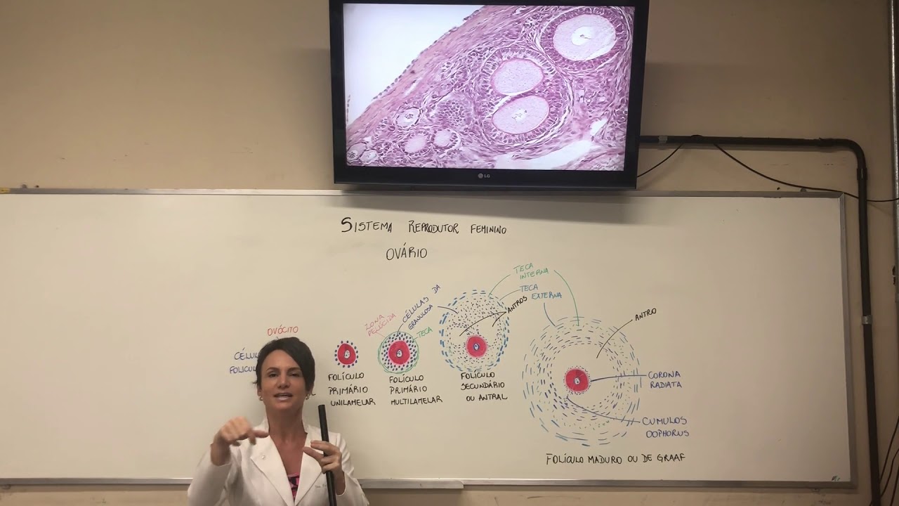 Sistema Reprodutor Feminino - Ovário