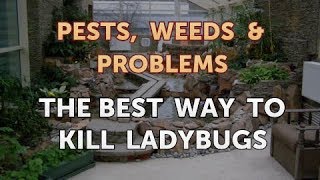 The Best Way to Kill Ladybugs