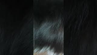 寝てるボーダーコリー #dog #ボーダーコリー