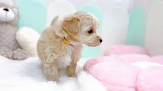 ハーフ犬の動画01