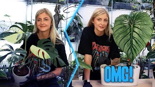 Repotting my Mint Monstera and showing you THIS!
