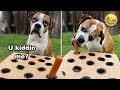 Blind Dog Tries Wiener Challenge 🌭😂Hot Dog Challenge [CUTEST VIDEO EVER!]
