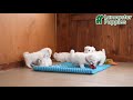 Maltese dogs for sale: Lacey - Video 1