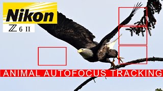 Nikon Z6II for Wildlife Photography - Animal Autofocus Tracking Review
