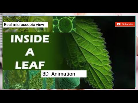 Travel deep Inside a leaf 🌿| California Academy of Sciences