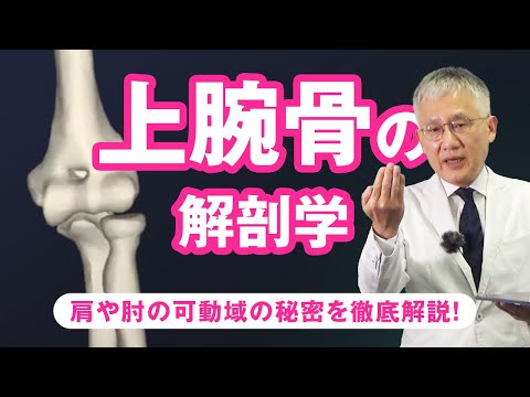 Mico 上腕骨について詳しく解説