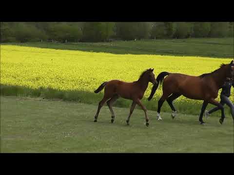 Global Foals | Springfohlen Hengst | Conthargos × Casallco