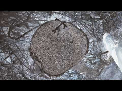 WIC (Winter is Coming v3