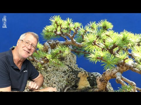 Uncovering the Mystery of Larch Bonsai Trees & Why I Love Them!