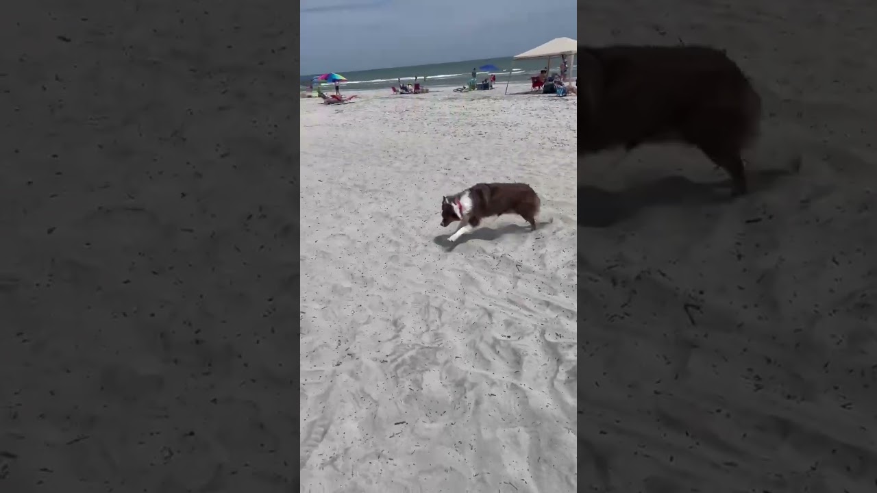Dog Training - Ruby Enjoying off Leash Time at a Hilton Head Beach