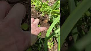 Onion Update & Care
