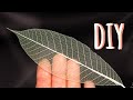 How To Make Skeleton Leaves At Home Home Decor Idea