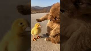 Cute???? #cute #lovely #pet #dog