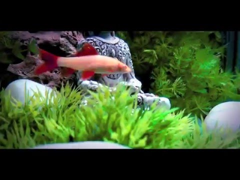 Community aquarium_ Natural looking with Fake plants. Please watch in HD