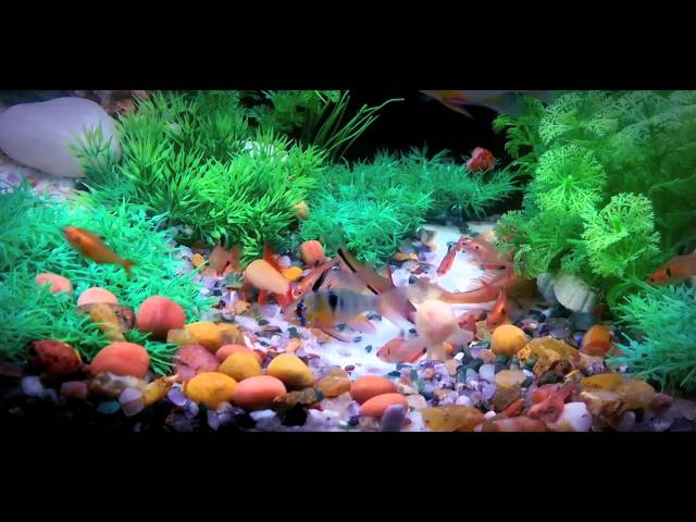 Community aquarium_ Natural looking with Fake plants. Please watch in HD